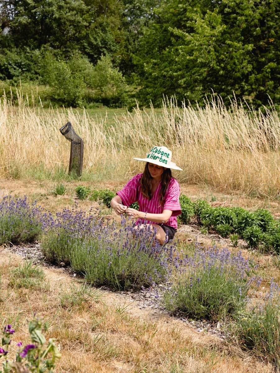 Chloé Pouppeville récoltant de la lavande à La Cabane aux Herbes