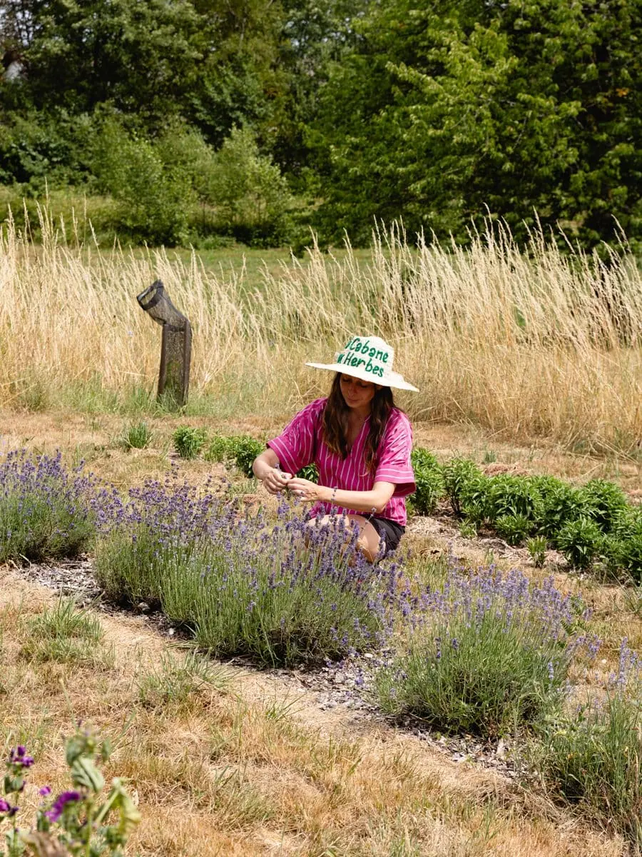 Chloé Pouppeville récoltant de la lavande à La Cabane aux Herbes