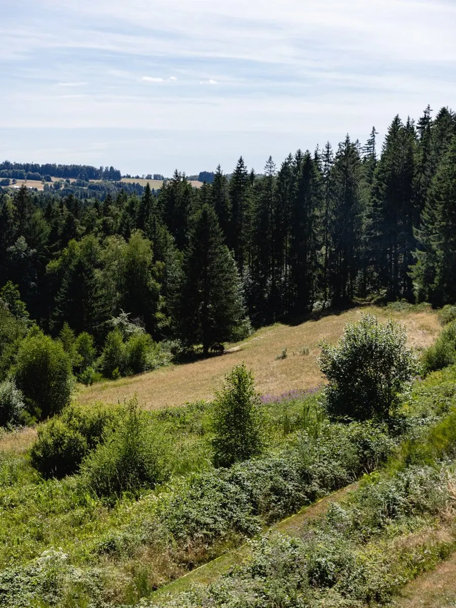 Paysage de forêts et prairies autour de La Vigotte dans les Vosges